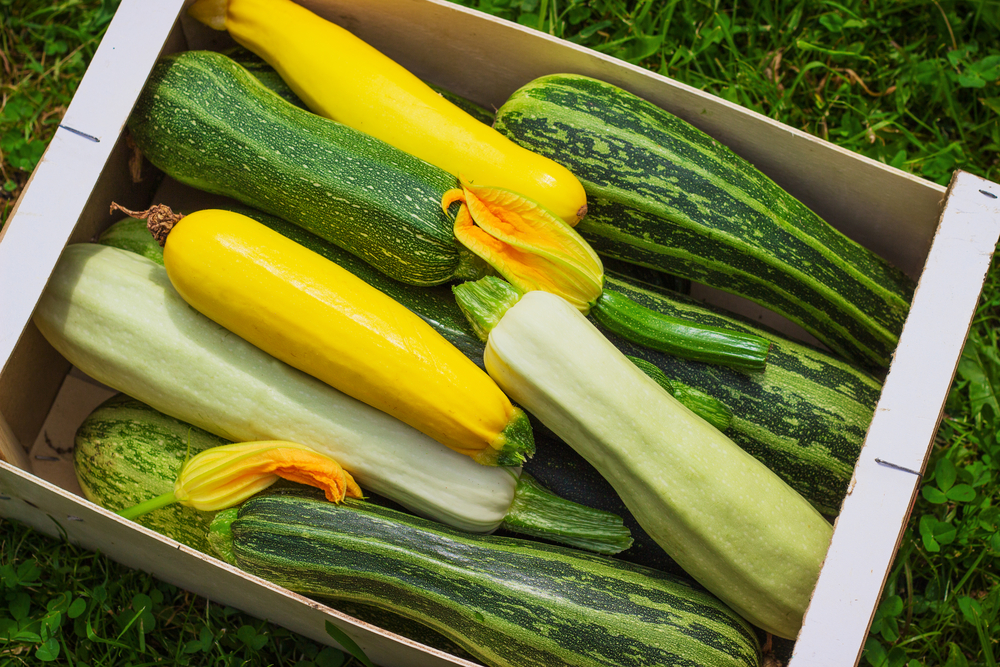 A range of courgettes