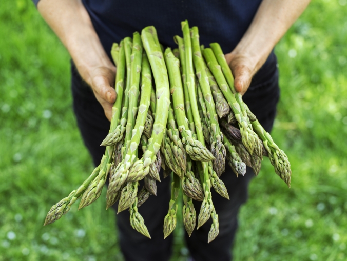 Close up of a woman holding a bunch of fresh asparagus